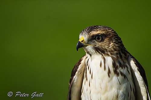 Bird-portrait.jpg