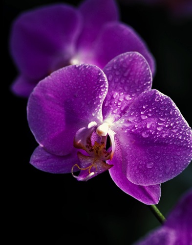 orchid.jpg